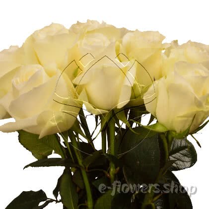 Buy wholesale fresh cut white roses; proud