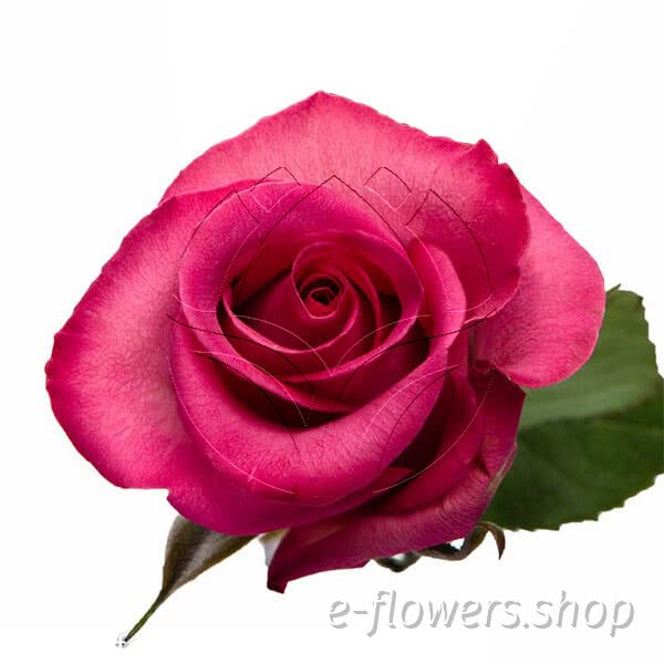 Buy wholesale fresh cut pink roses; purple cezanne