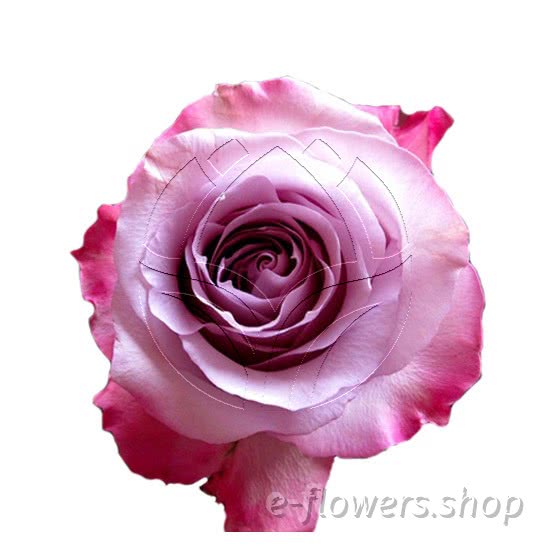 Buy wholesale fresh cut purple roses; Purple haze