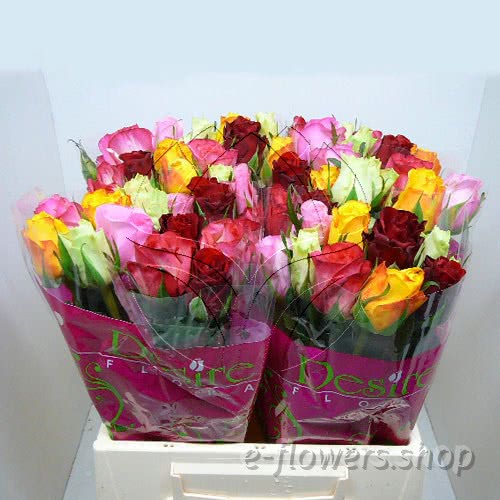 Buy wholesale fresh cut Mixed roses; Rainbow