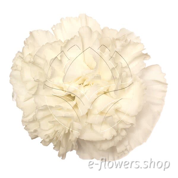 Buy wholesale fresh cut white carnations; Randal