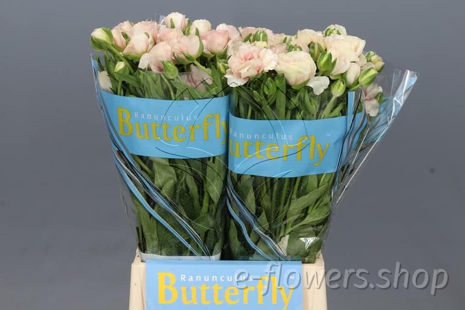 Ranunculus Butterfly Phytalos