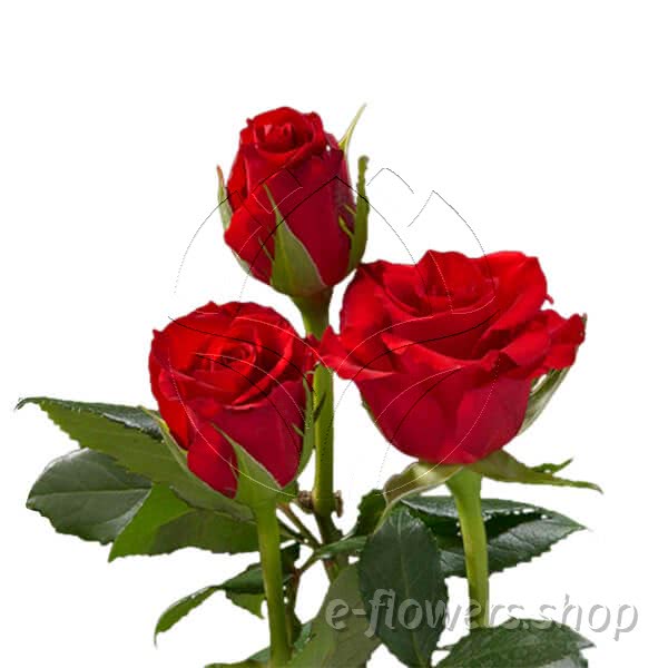 Buy wholesale fresh cut red roses; Red calypso