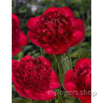 Buy wholesale fresh cut red peonies; Red charm