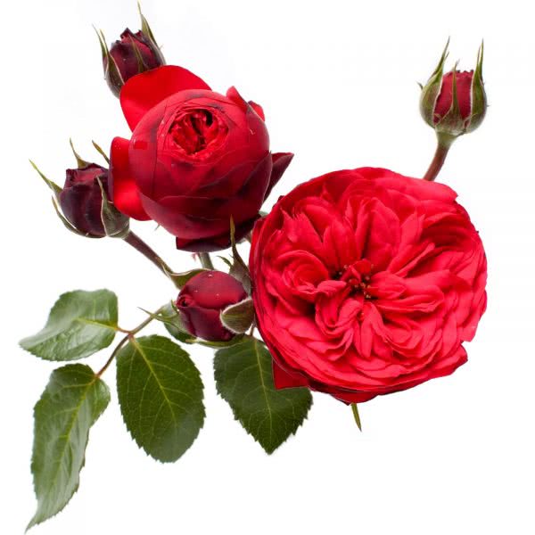 Buy wholesale fresh cut red roses; Red piano