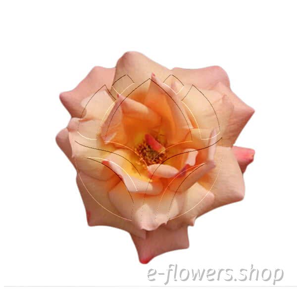 Buy wholesale fresh cut bi-colour; scented roses