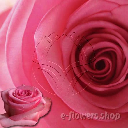 Buy wholesale fresh cut pink roses; Revival
