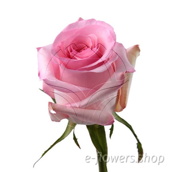 Buy wholesale fresh cut pink roses; Revival