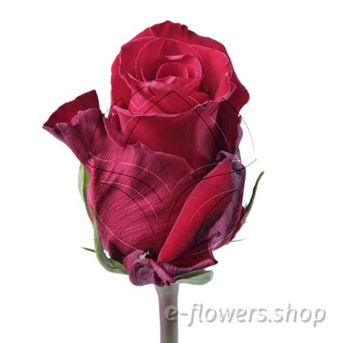 Buy wholesale fresh cut red roses; rhodos