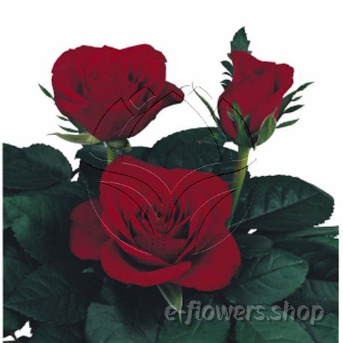 Buy wholesale fresh cut red roses; Rythm