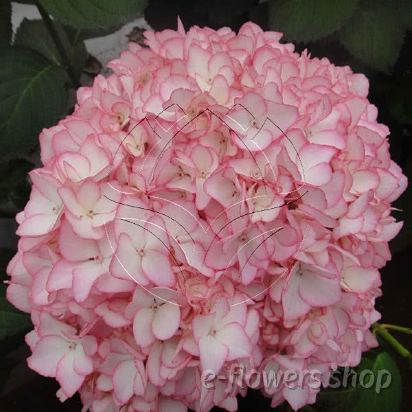 Buy wholesale fresh cut pink fillers