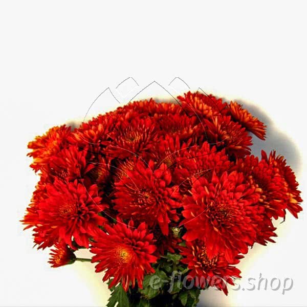 Buy wholesale fresh cut red chrysanthemum; Rock