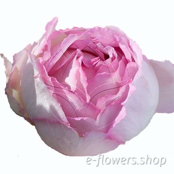 Rose Pink Yves Piaget - Meivility