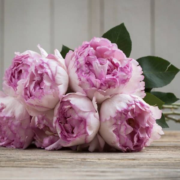 Meilland Jardin and Parfum.