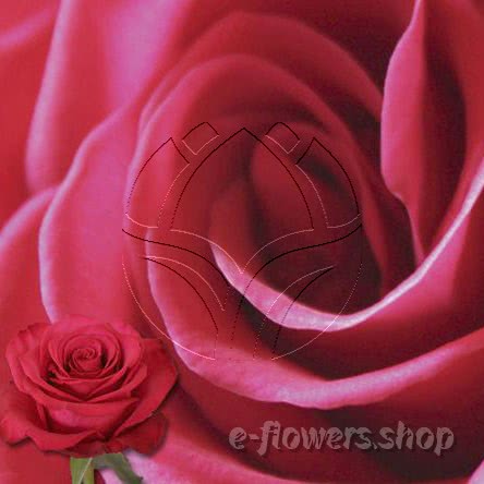 Buy wholesale fresh cut pink roses; Roseberry