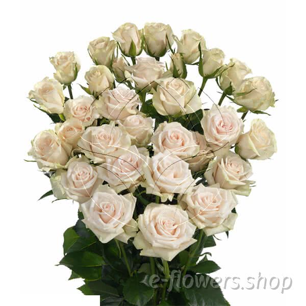 Buy wholesale fresh cut cream roses; Royal Porcelina