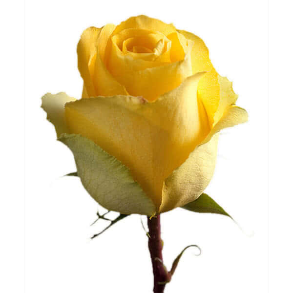 Buy wholesale fresh cut yellow roses; Duet
