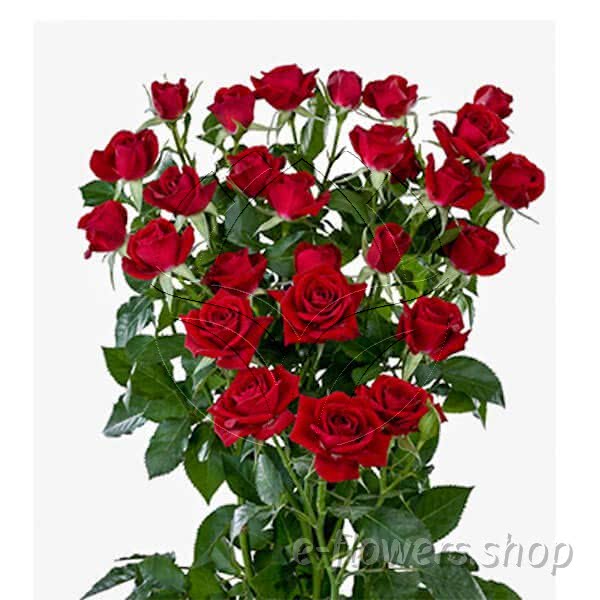 Buy wholesale fresh cut red roses; Rubicon