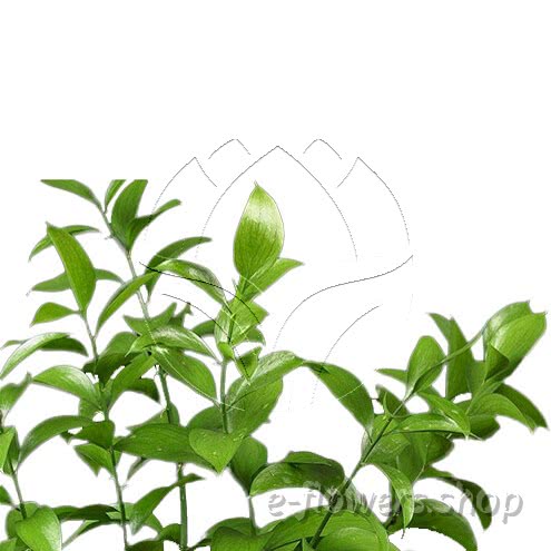 Buy wholesale fresh cut green fillers; Ruscus Israeli