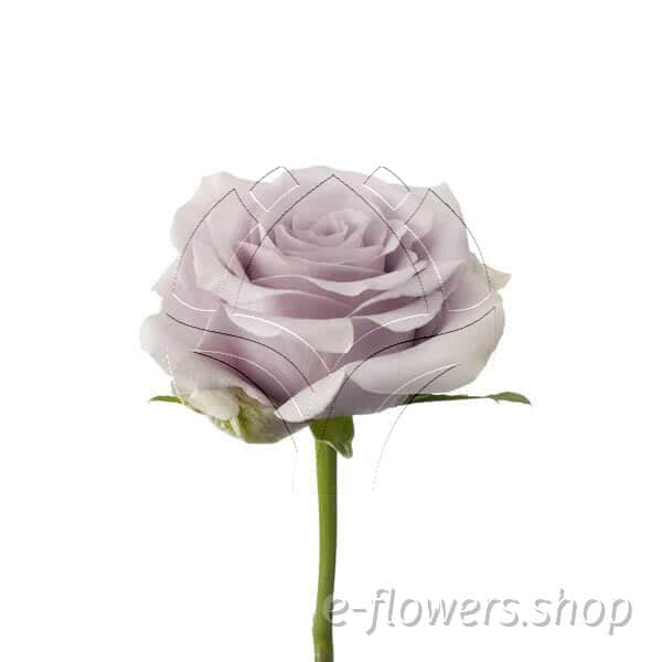 Buy wholesale fresh cut purple roses; Safi