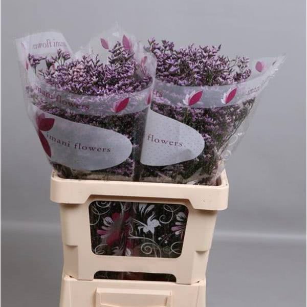 Buy wholesale fresh cut purple fillers