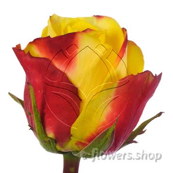 Buy wholesale fresh cut bi-color roses; Salambo