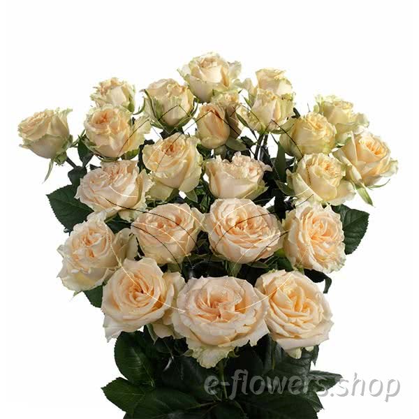 Buy wholesale fresh cut cream roses; Salinero
