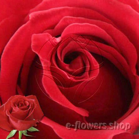 Buy wholesale fresh cut red roses; samourai