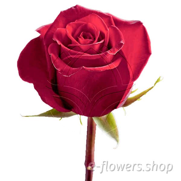 Buy wholesale fresh cut red roses; Samourai