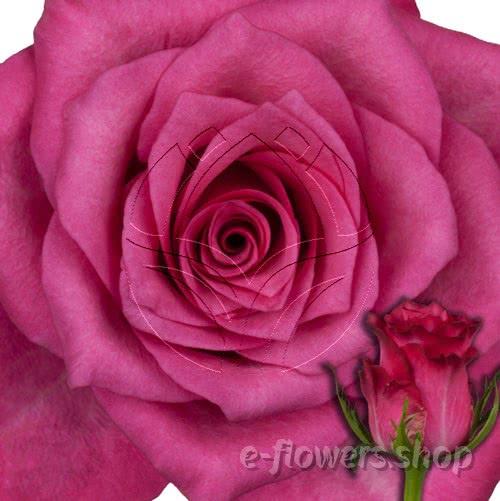 Buy wholesale fres cut cerise roses: Sanaa