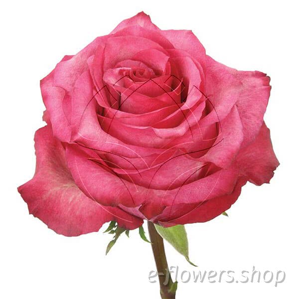 Buy wholesale fresh cut cerise roses; Sanaa