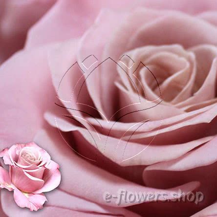 Buy wholesale fresh cut pink roses; Scenta