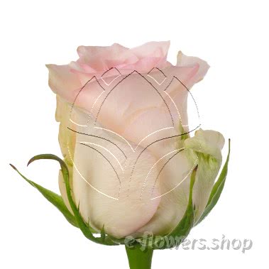 Buy wholesale fresh cut bi-color roses; Senorita