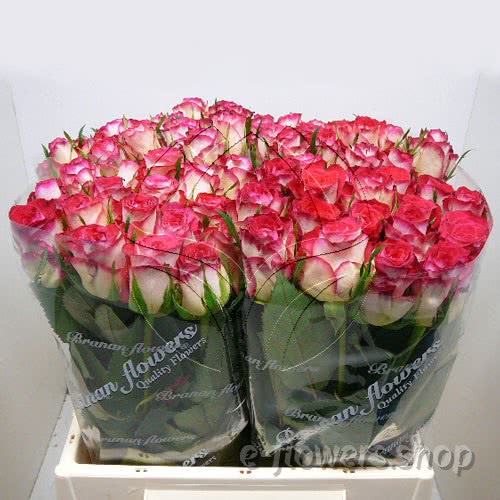 Buy wholesale fres cut bi-coloured roses: Shanti