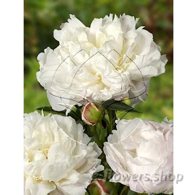Buy wholesale fresh cut white peonies; Shirley Temple