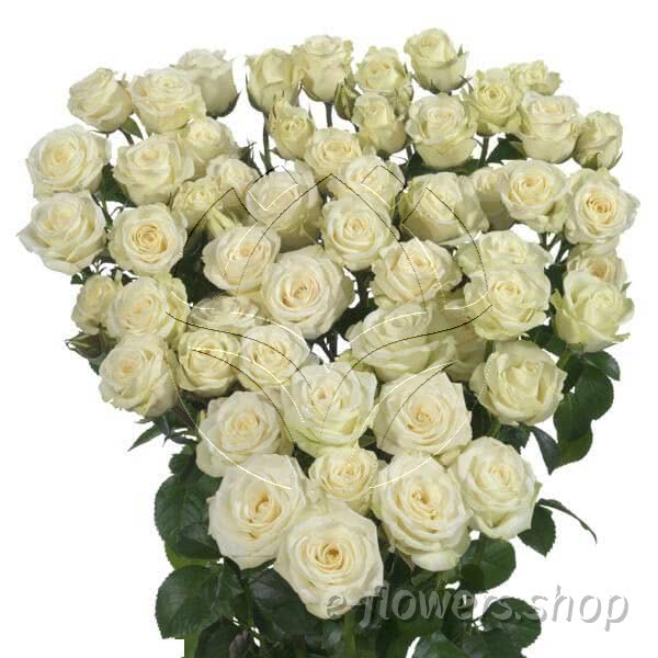 Buy wholesale fresh cut white roses; Shivani