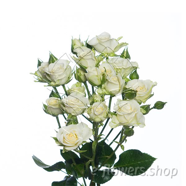 Buy wholesale fresh cut white roses; Snow flake