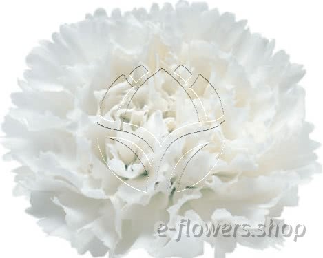 Buy wholesale fresh cut white carnations; Snow storm