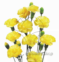 Buy wholesale fresh cut yellow carnations; Solaris