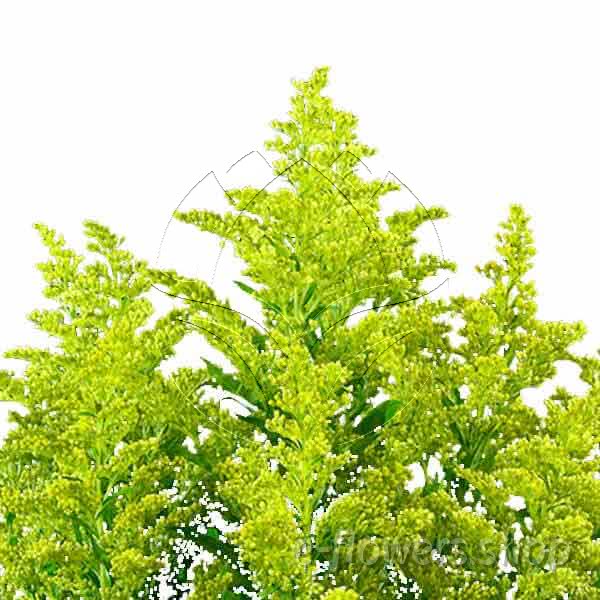 Buy wholesale fresh cut yellow fillers; Solidago