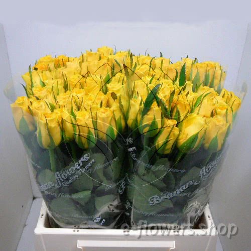 Buy wholesale fres cut yellow roses: Solileo