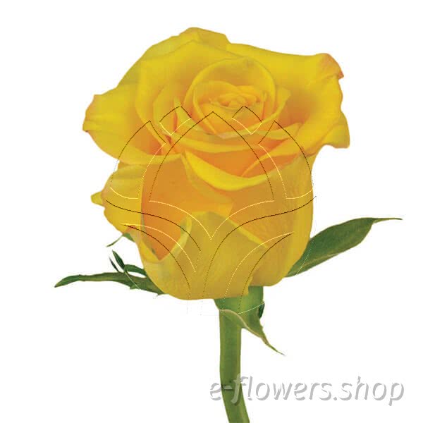 Buy wholesale fresh cut yellow roses; Sonarisa