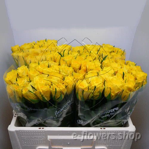 Buy wholesale fres cut yellow roses: Sorraya
