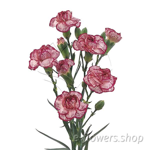 Buy wholesale fresh cut purple carnations; Spectro
