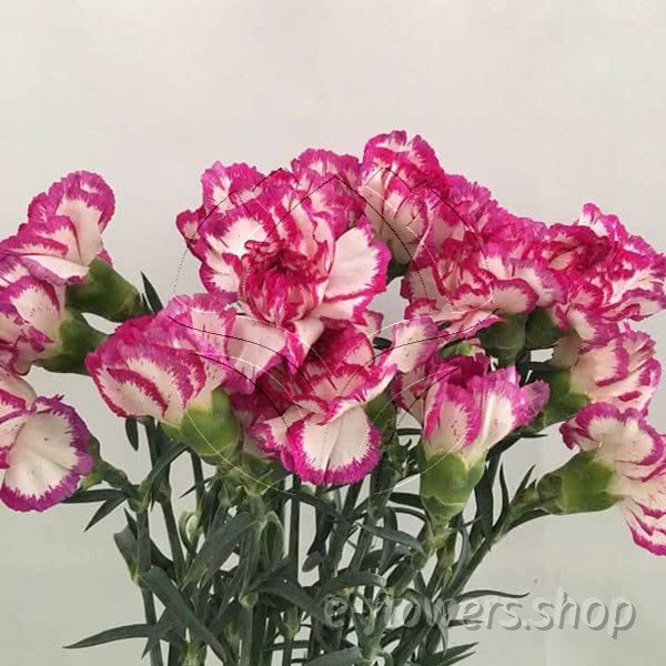 spray carnations