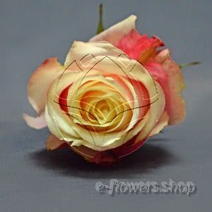 Buy wholesale fresh cut peach roses; Star dust