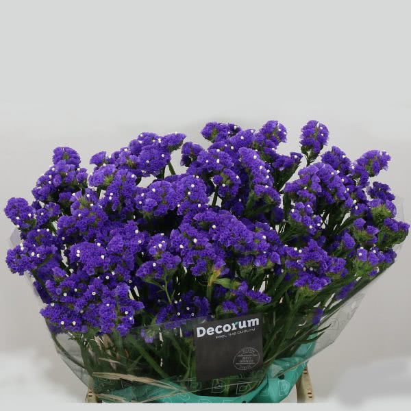 Buy wholesale fresh cut purple fillers; Statice Tissue Culture Blue Purple