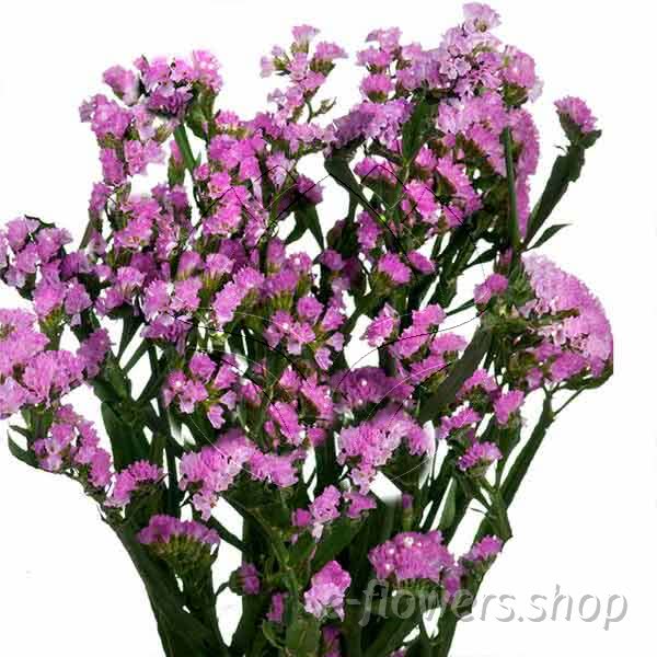 Buy wholesale fresh cut pink fillers; Statice Tissue Culture Pink