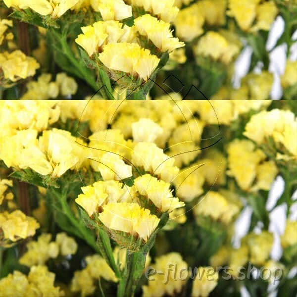 Buy wholesale fresh cut yellow fillers; Statice Tissue Culture Yellow