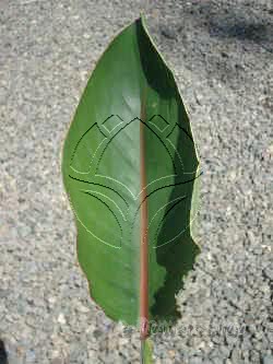 Buy wholesale fresh cut green foliage; Strelitiza